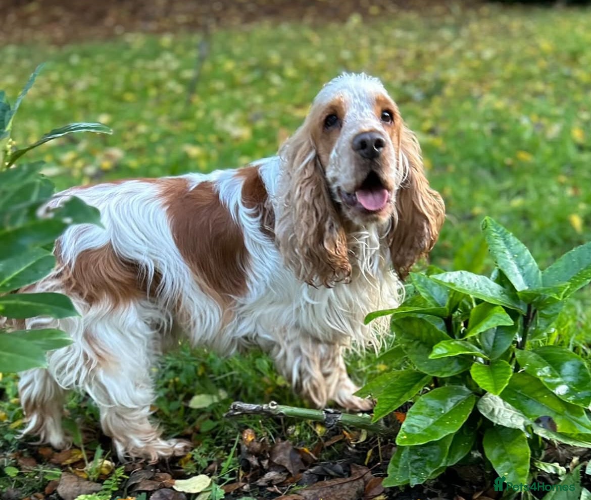 Cocker Spaniel dogs Gorgeous Orange Roan Show Cocker Spaniel for stud in Cardiff - Advert 8