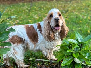 Cocker Spaniel dogs Gorgeous Orange Roan Show Cocker Spaniel for stud in Cardiff - Advert 8