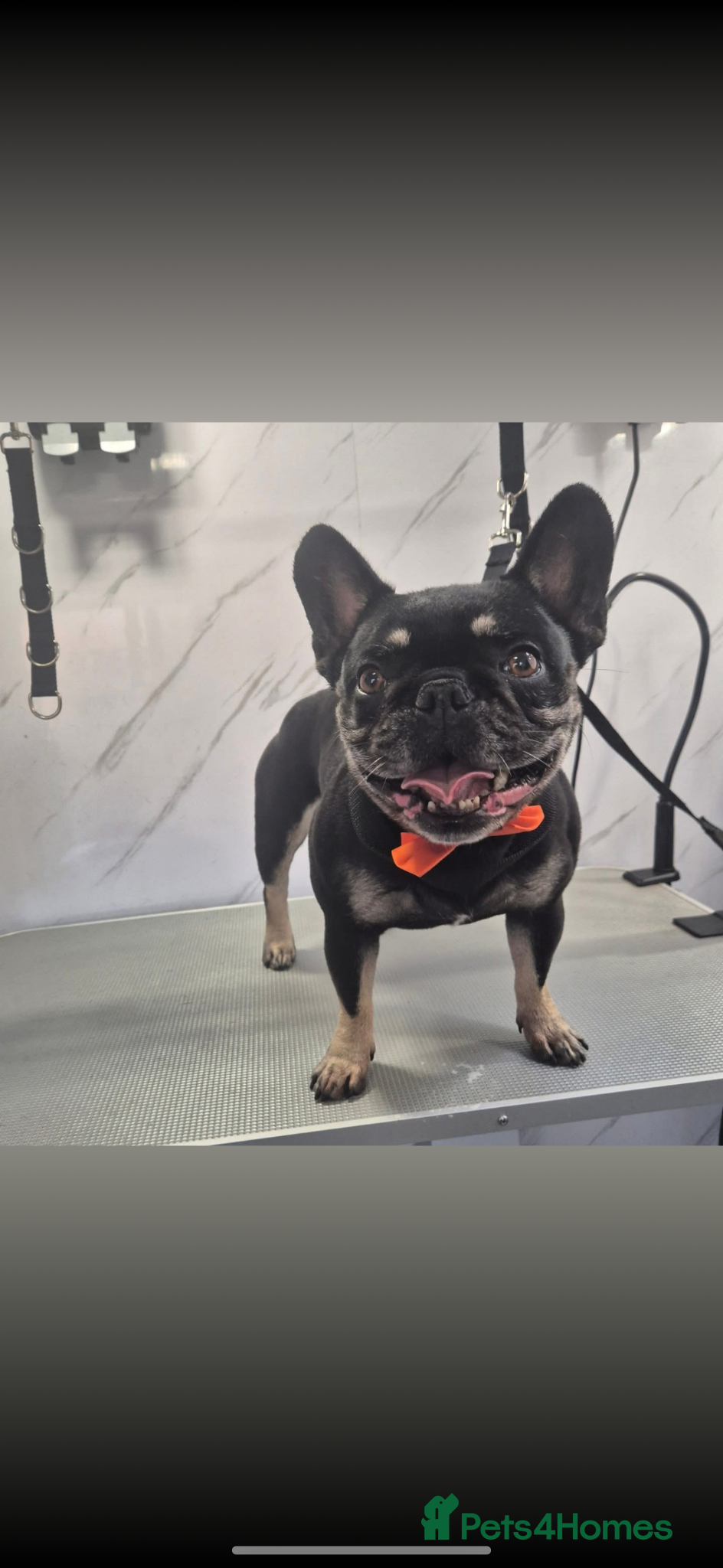 French Bulldog dogs (FREE)Female French bulldog, 7 years old. - Advert 2