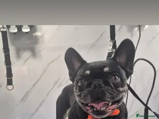 French Bulldog dogs (FREE)Female French bulldog, 7 years old. - Advert 15