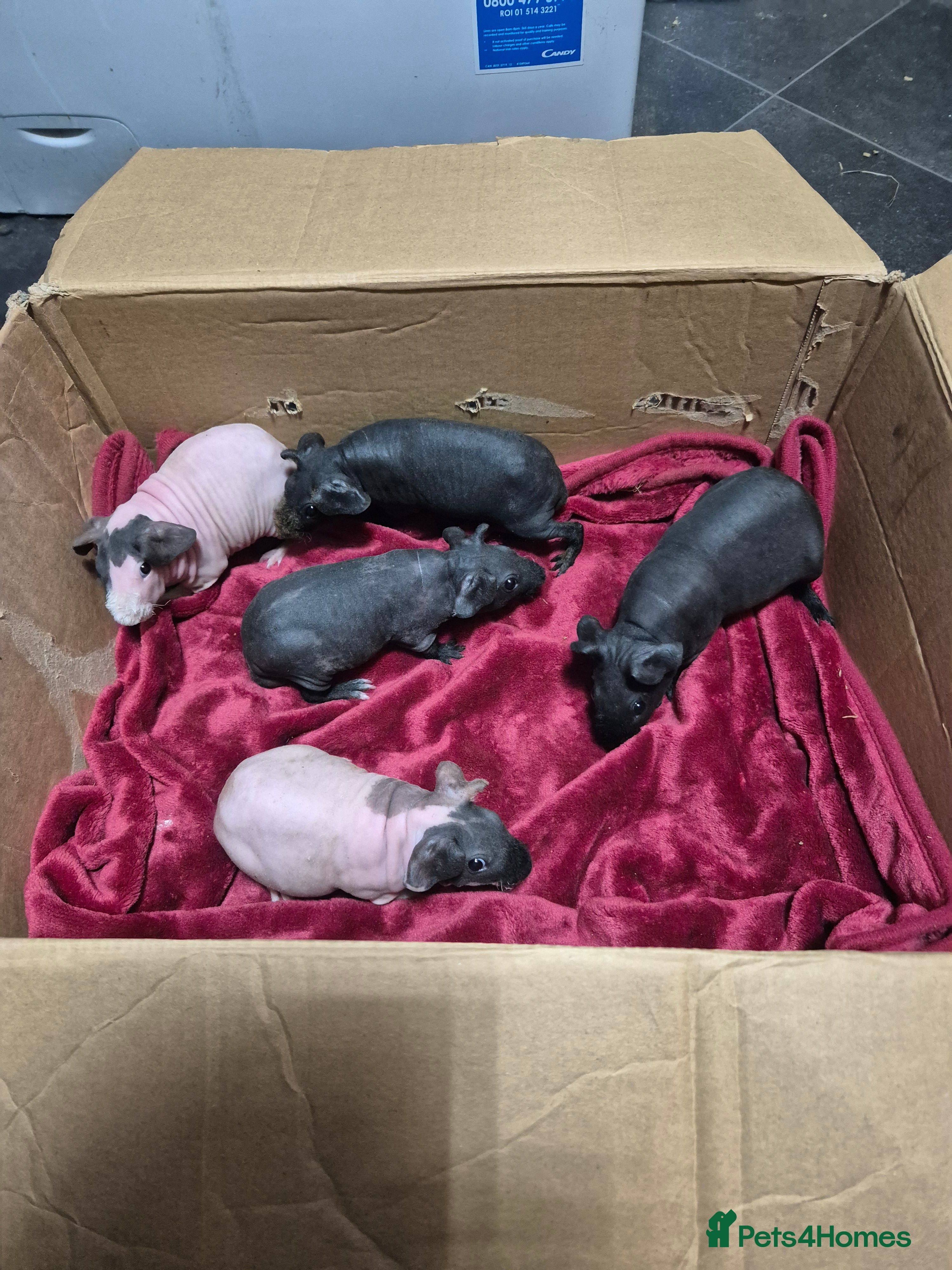 Guinea Pig rodents Baby Male Skinny Pigs For Sale  - Advert 1