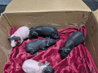 Guinea Pig rodents Baby Male Skinny Pigs For Sale - Advert 3