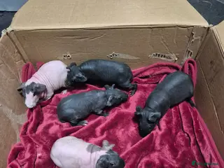 Guinea Pig rodents Baby Male Skinny Pigs For Sale - Advert 2