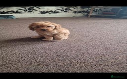 Cockapoo dogs for sale: F2 Cockapoos  - Image 1