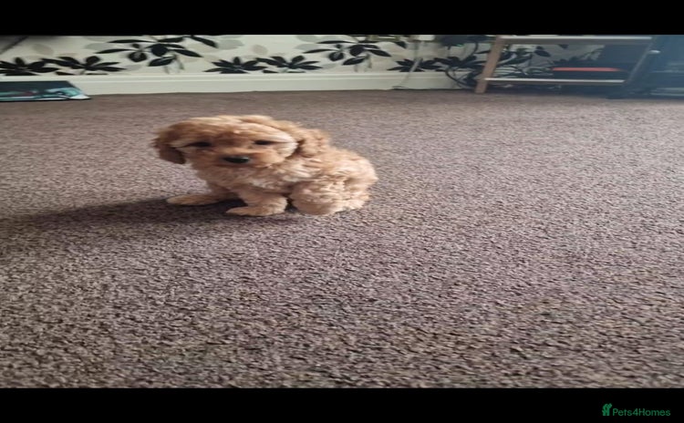 Cockapoo dogs - Advert 2
