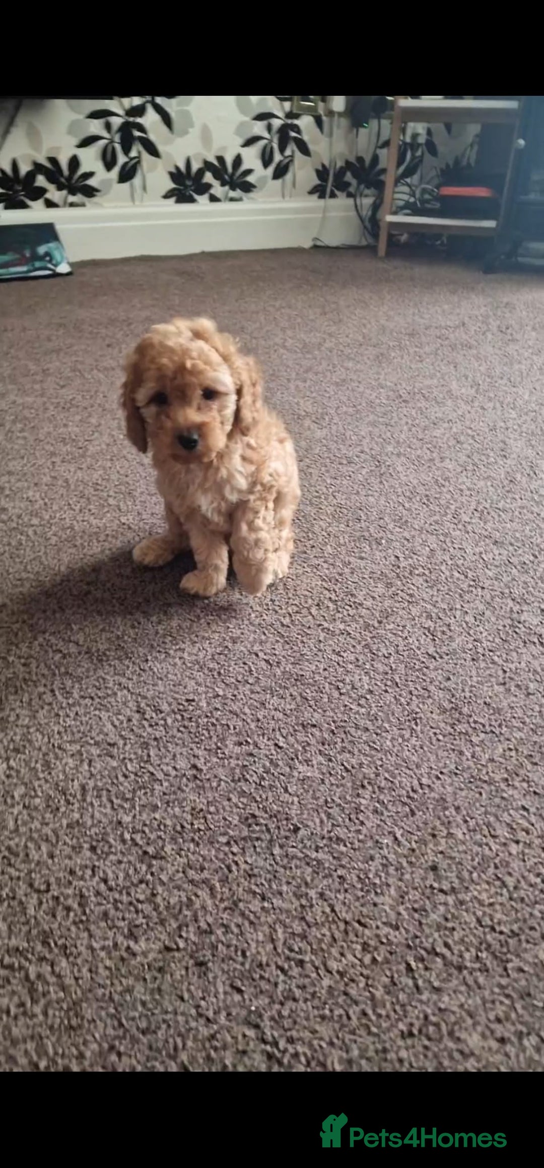 Cockapoo dogs for sale: F2 Cockapoos  - Image 1