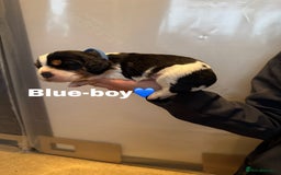 Cockalier dogs for sale: working cocker spaniel  - Image 34