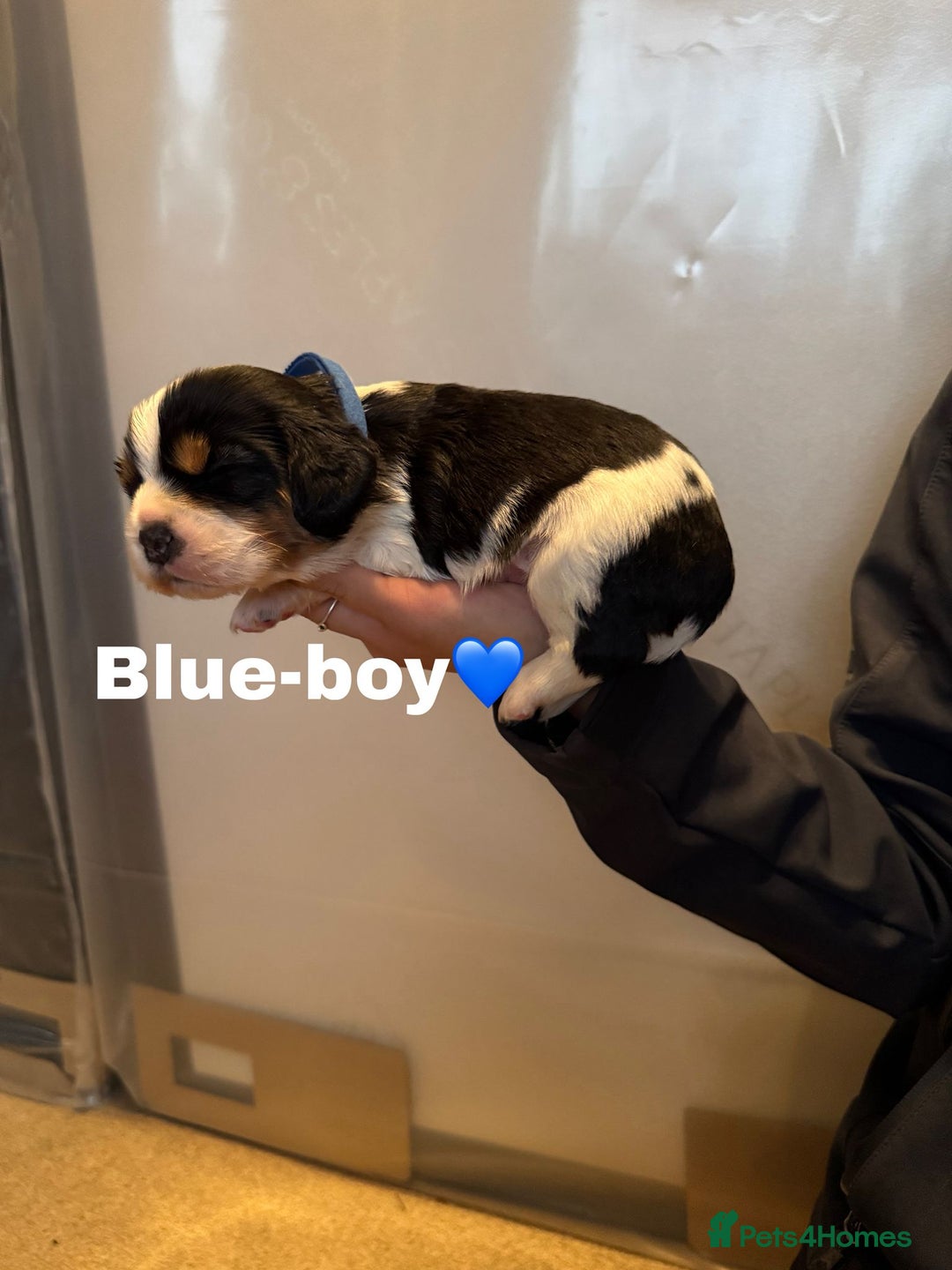 Cockalier dogs for sale: working cocker spaniel  - Image 34