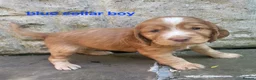 Cocker Spaniel dogs for sale: Beautiful working / show cocker spaniel puppies - Advert 7