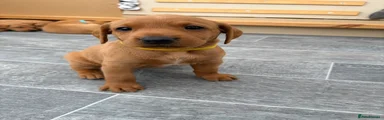 Labrador Retriever - yellow