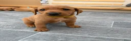Labrador Retriever dogs for sale: Stunning Fox Red Working Labrador Retriever  in Bolton - Advert 8