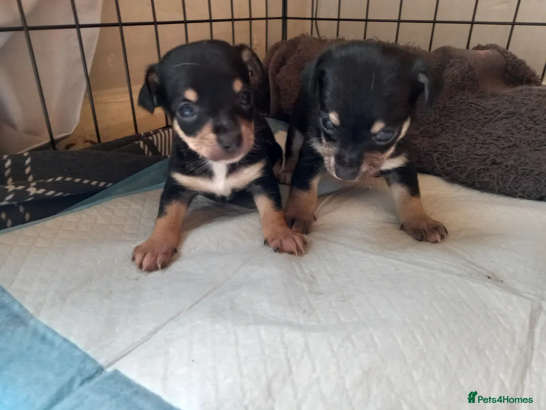 Jack Chi dogs for sale: 5 beautiful Jack chis - Advert 1