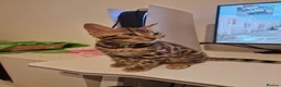 Bengal cats for sale: Beautiful Bengal Kitten - Advert 5