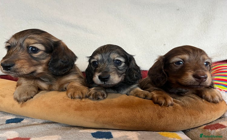Miniature Dachshund dogs Miniature Longhaired Dachshunds ready 10.12.25 - Advert 1