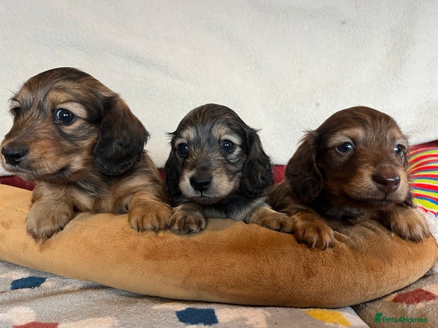 Miniature Dachshund dogs Miniature Longhaired Dachshunds ready 10.12.25 - Advert 1