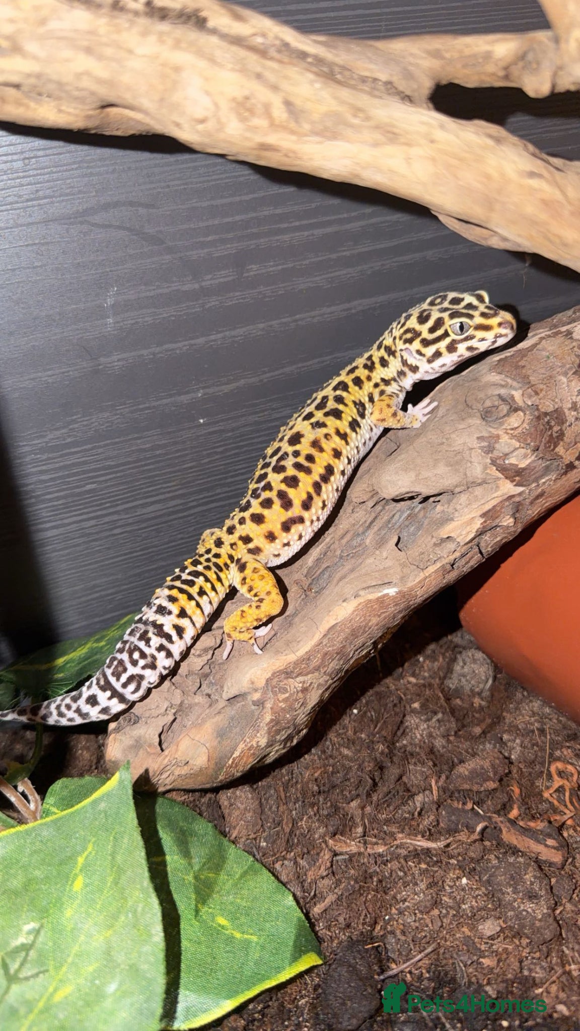 Leopard Gecko reptiles Beautiful Leopard Gecko - Advert 19