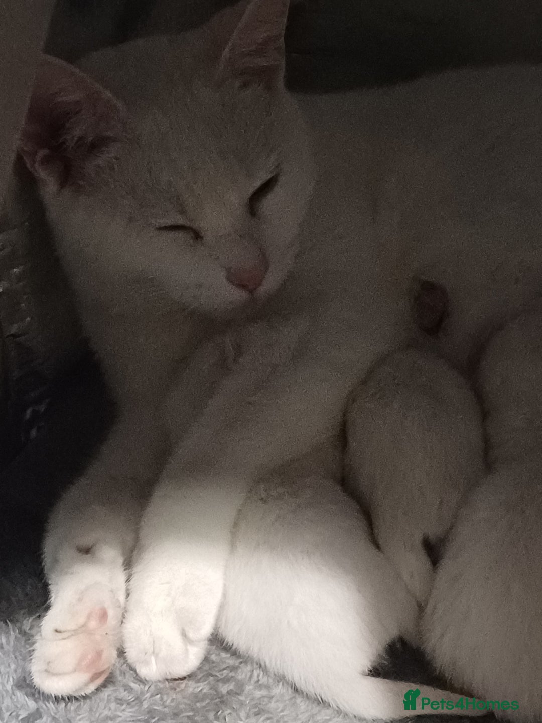 Khao Manee cats for sale: Female kitten blue eyes - Advert 9