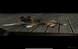 Akita dogs for sale: American Akita  - Advert 4