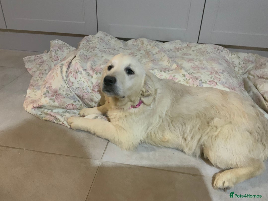 Golden Retriever dogs for sale: Golden Retrievers -Goadream kc  - Advert 7