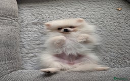 Pomeranian dogs for sale: Puppy Pomeranian miniature  - Advert 6