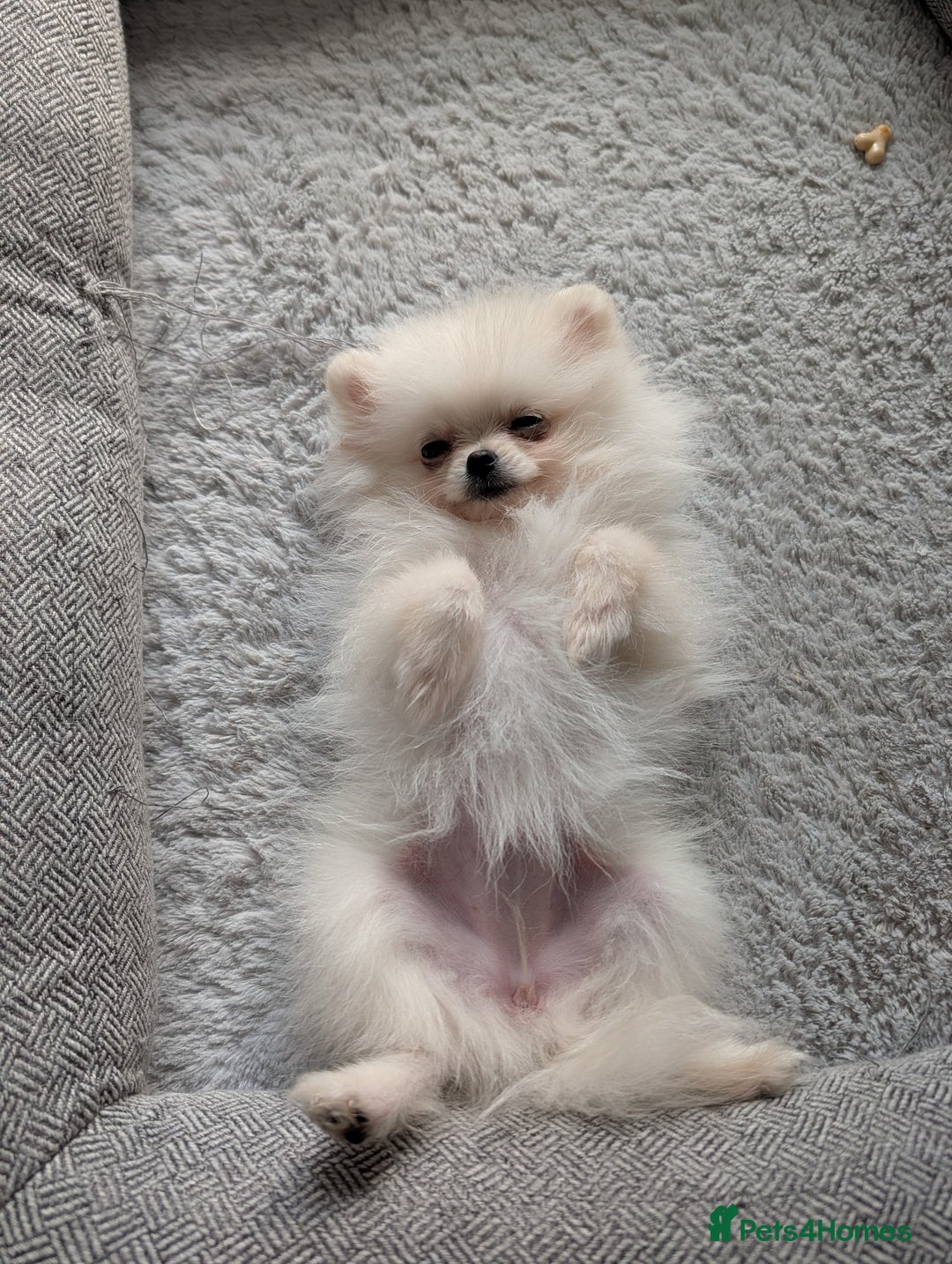 Pomeranian dogs for sale: Puppy Pomeranian miniature  - Advert 6