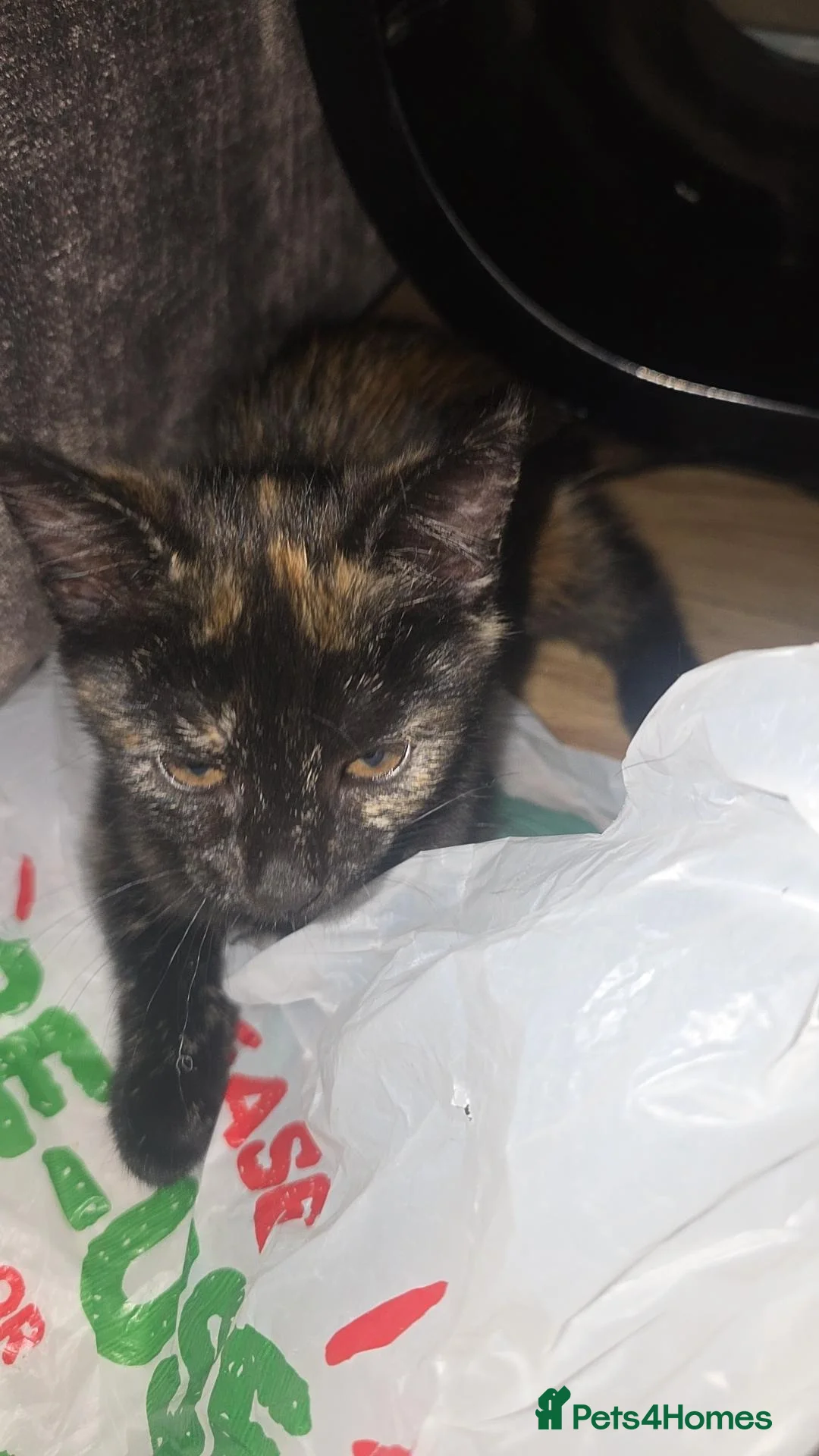 Mixed Breed cats for sale: 2 girl kittens for sale  - Advert 2