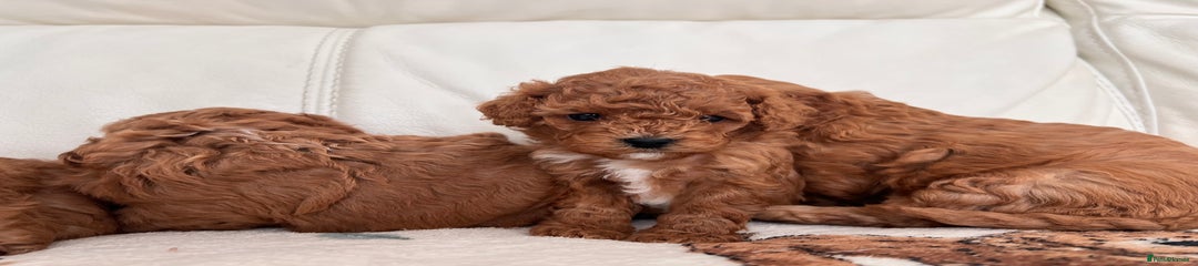 Cavapoo Puppy 4