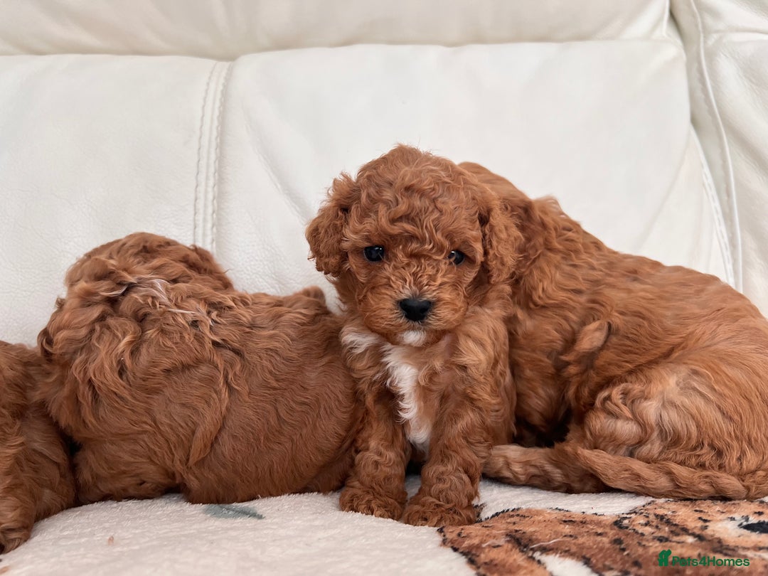 Cavapoo dogs for sale: ✨Cavapoo Puppies ✨ - Image 4