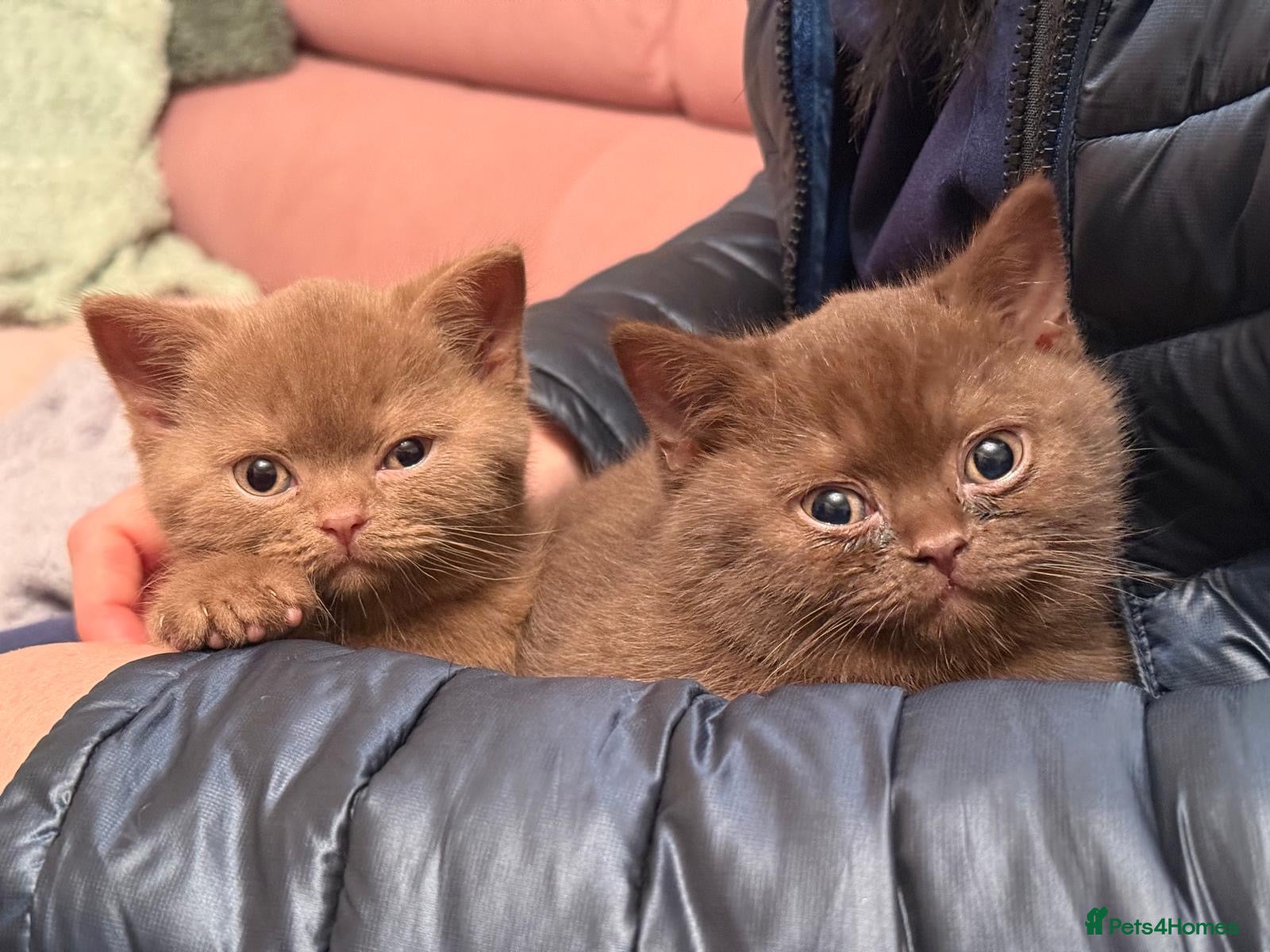 British Shorthair cats kitten - Advert 15