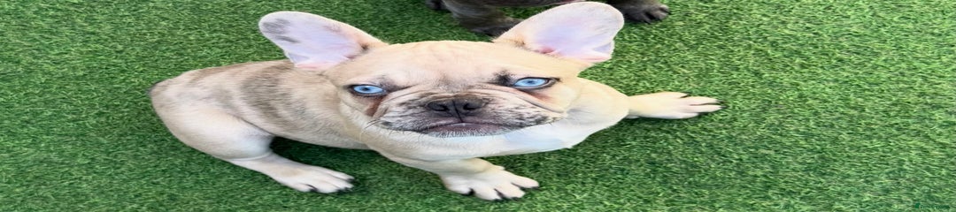 French Bulldog Puppy 1