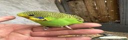 Budgerigars birds for sale: Budgie  - Advert 8