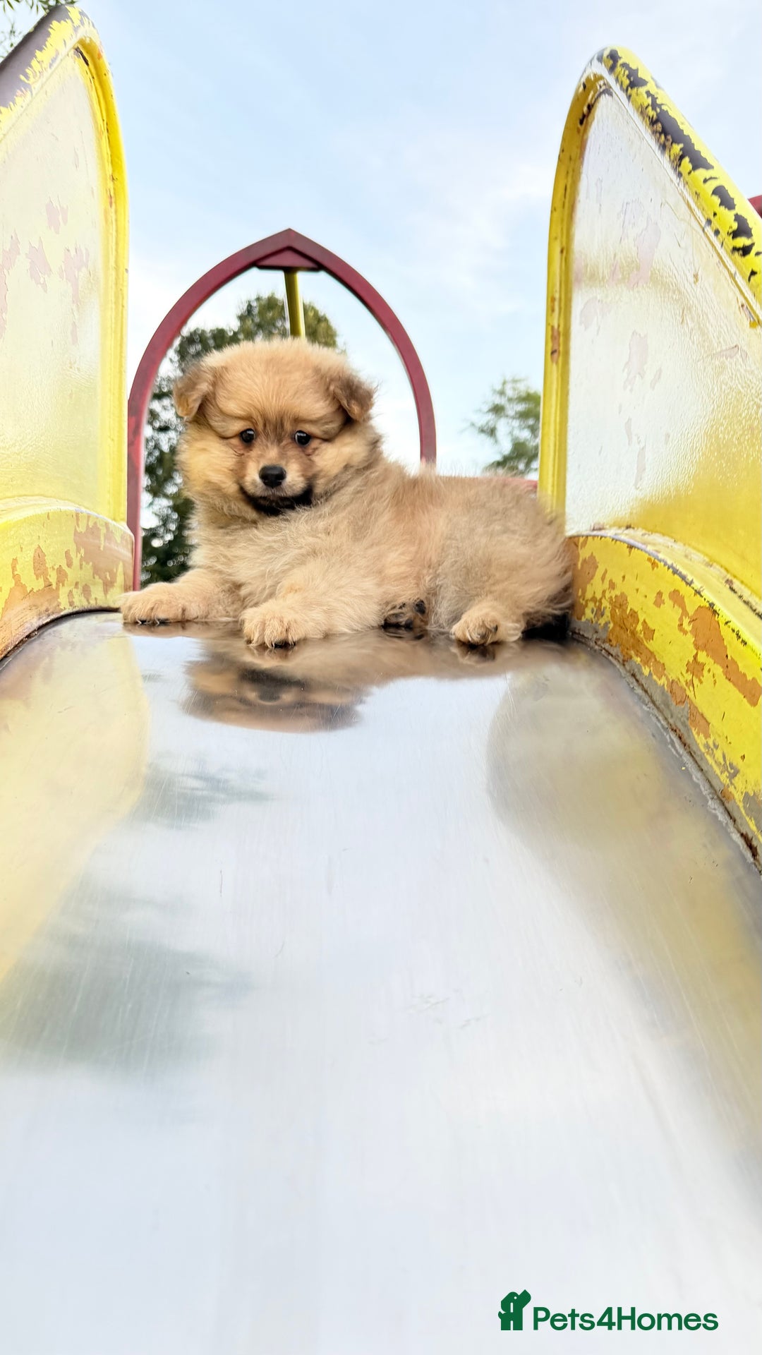 Pomeranian dogs for sale: Pomeranian fluffy Boys  - Image 1