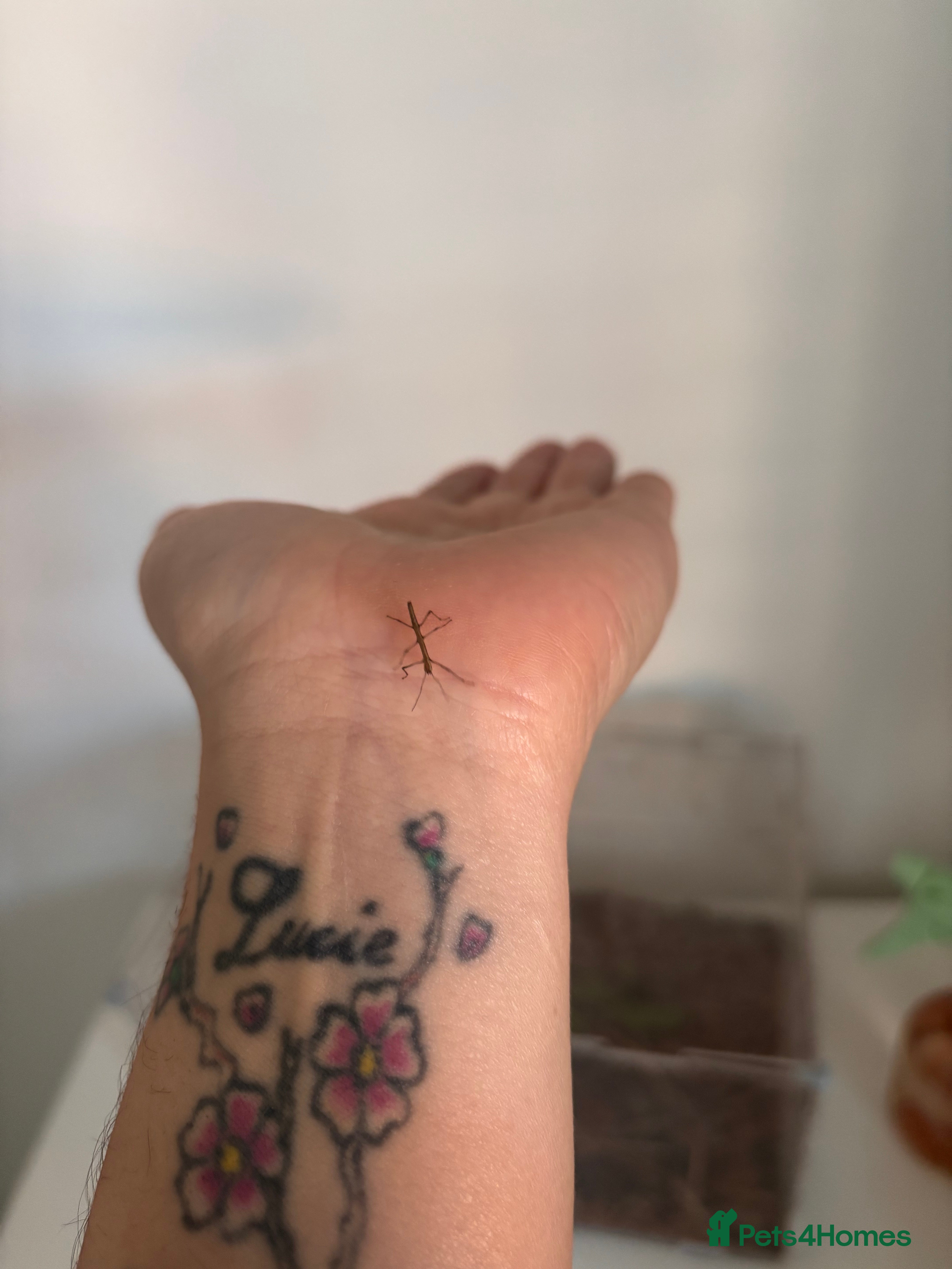 Stick Insects invertebrates Indian Stick Insects - Advert 1