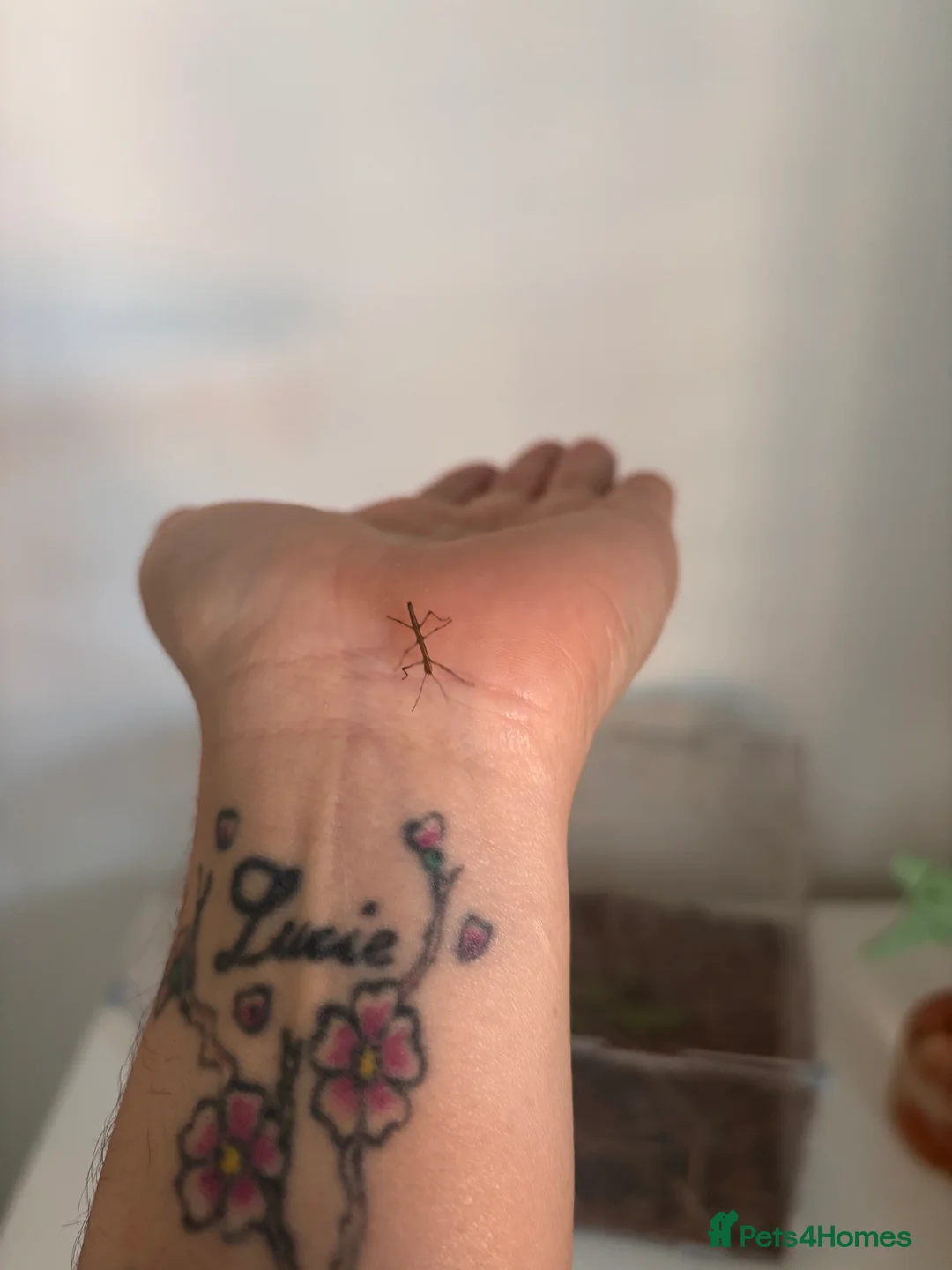 Stick Insects invertebrates for sale: Indian Stick Insects - Advert 1