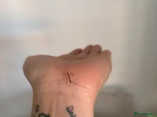 Stick Insects invertebrates Indian Stick Insects - Advert 1