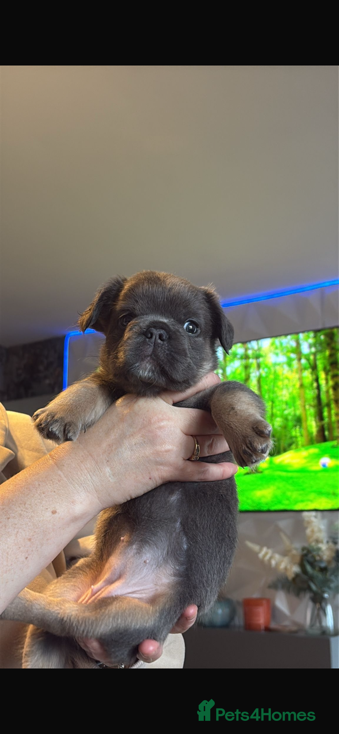 French Bulldog dogs for stud: NEWSHADE ISABELLA FLUFFY STUD - Image 11