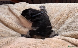 German Shorthaired Pointer dogs for sale: German Shorthaired Pointer Puppies - Leeds - Advert 24