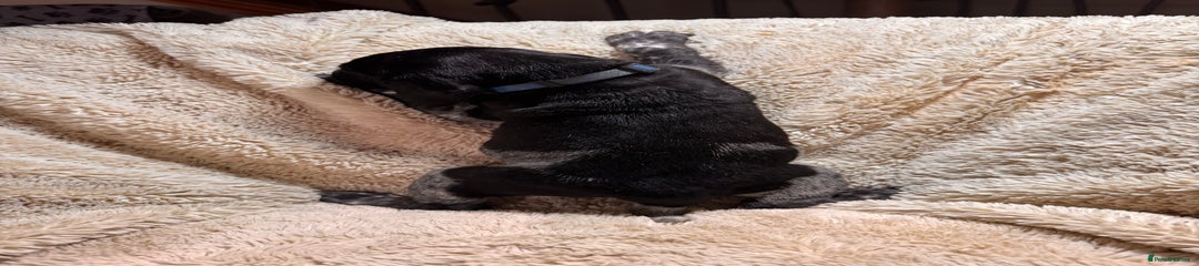 German Shorthaired Pointer Puppy 9