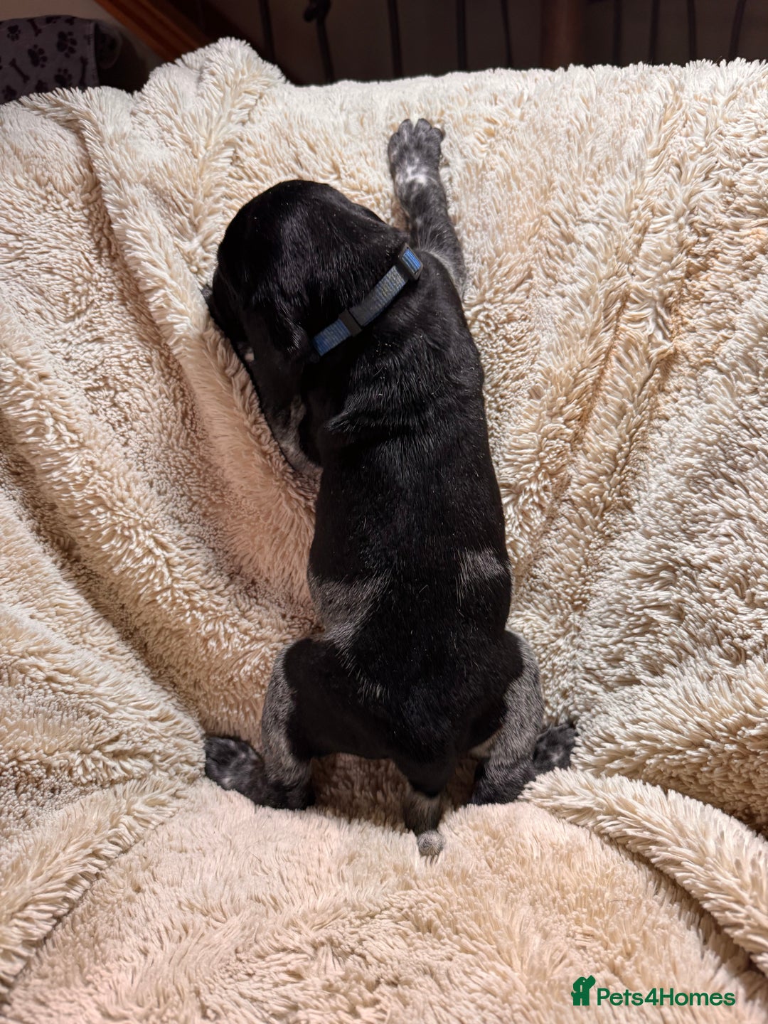 German Shorthaired Pointer dogs for sale: German Shorthaired Pointer Puppies - Leeds - Advert 24