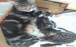 Mixed Breed cats for sale: Beautiful female tabby kittens - Image 8