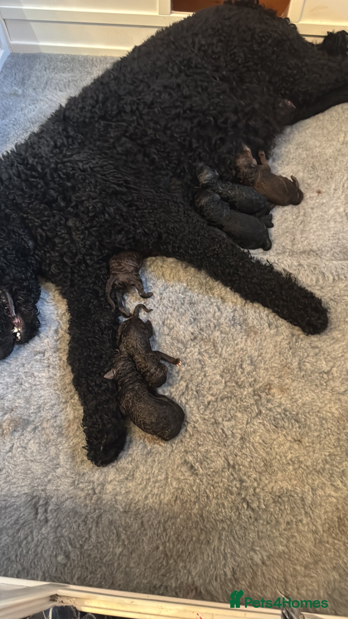 Standard Poodle dogs Standard Poodle KC Puppies Expected 19th May 2026 - Advert 2