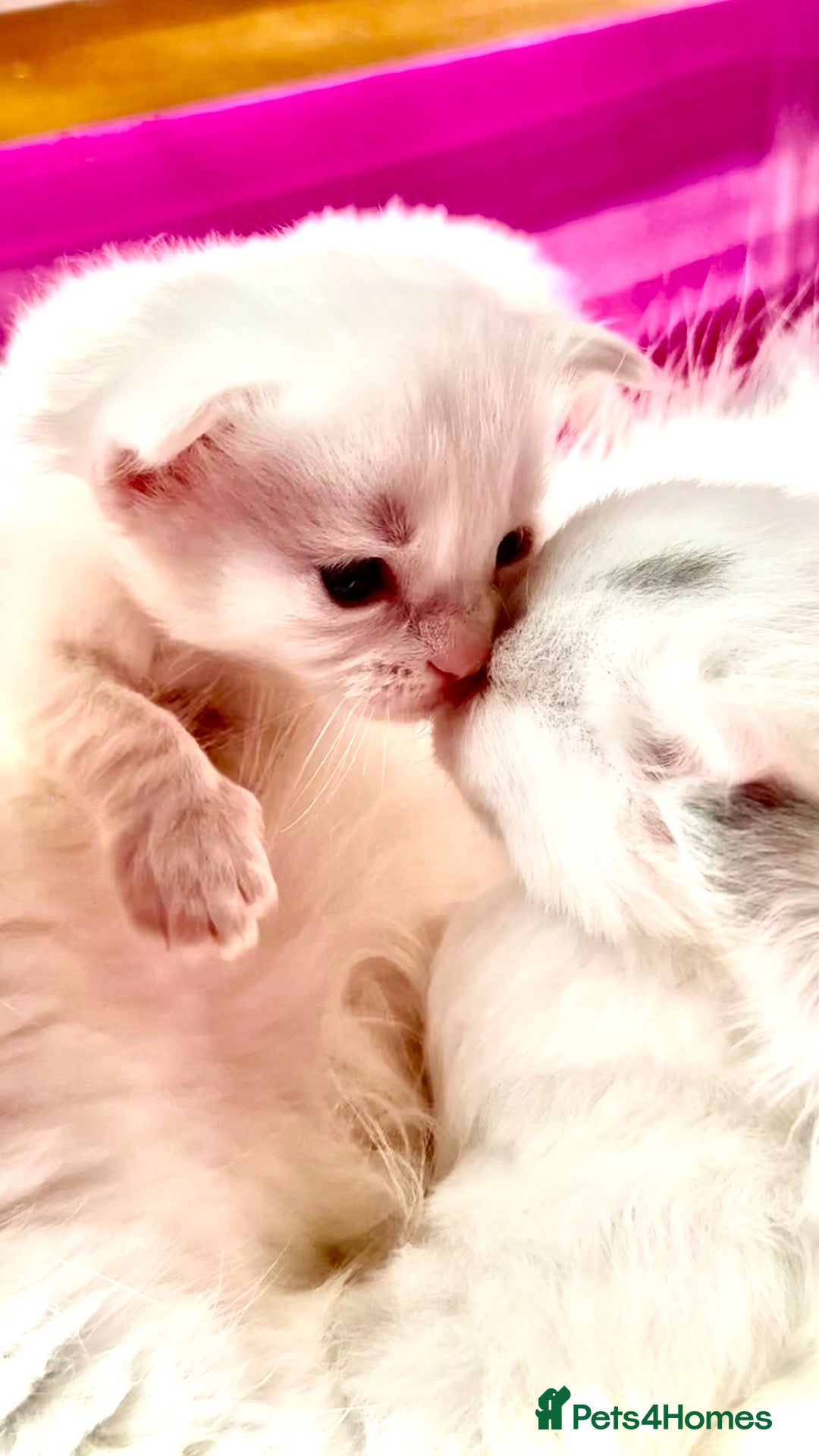 Ragdoll cats Stunning Ragdolls kittens Blue Colourpoint Mitted  - Advert 8