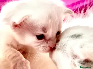 Ragdoll cats Stunning Ragdolls kittens Blue Colourpoint Mitted - Advert 8