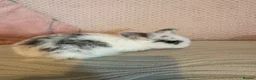 Mixed Breed rabbits for sale: Baby rabbits for sale ready now in Redditch - Advert 8