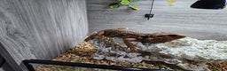 Bearded Dragon reptiles for sale: Bearded dragon - Advert 5