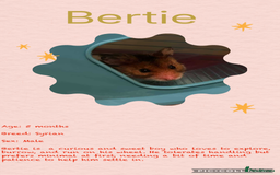 Hamster rodents for sale: Hamsters  - Image 25