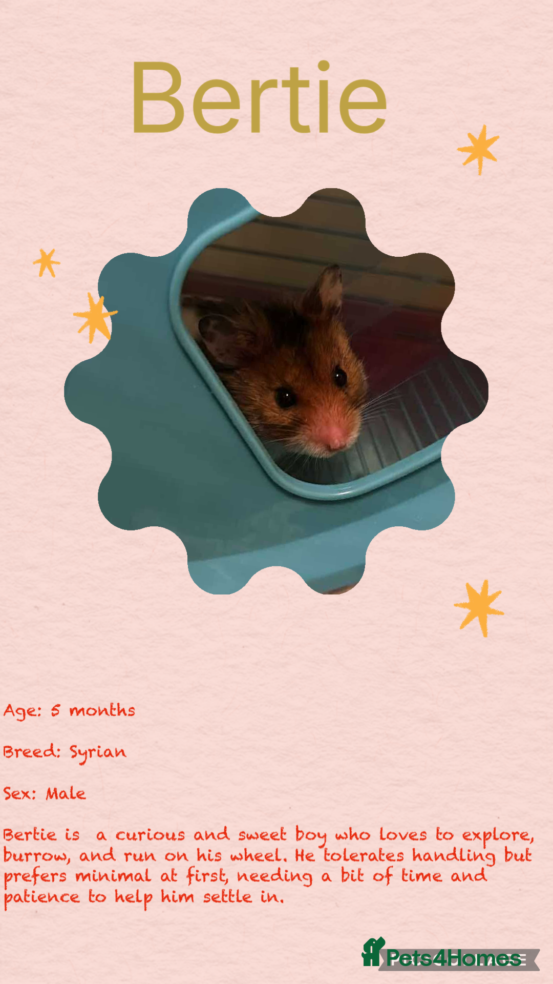 Hamster rodents for sale: Hamsters  - Image 25