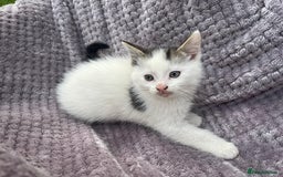 Mixed Breed cats for sale: Adorable kittens and mother looking for a new home - Image 9