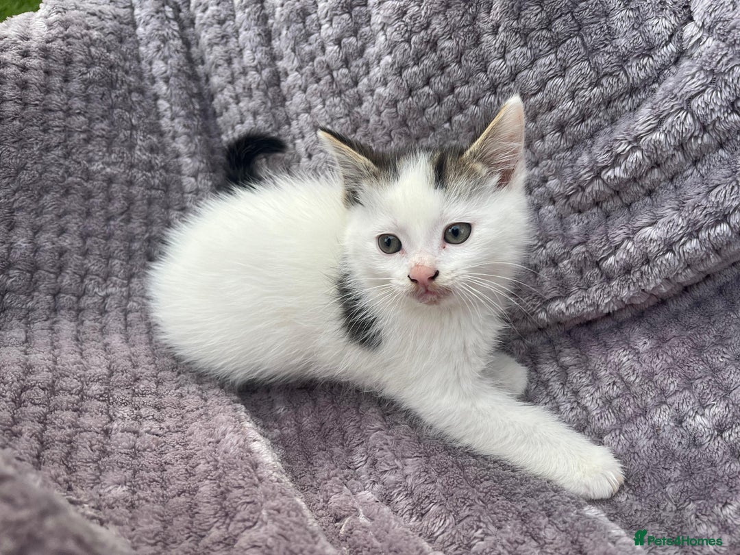 Mixed Breed cats for sale: Adorable kittens and mother looking for a new home - Image 9