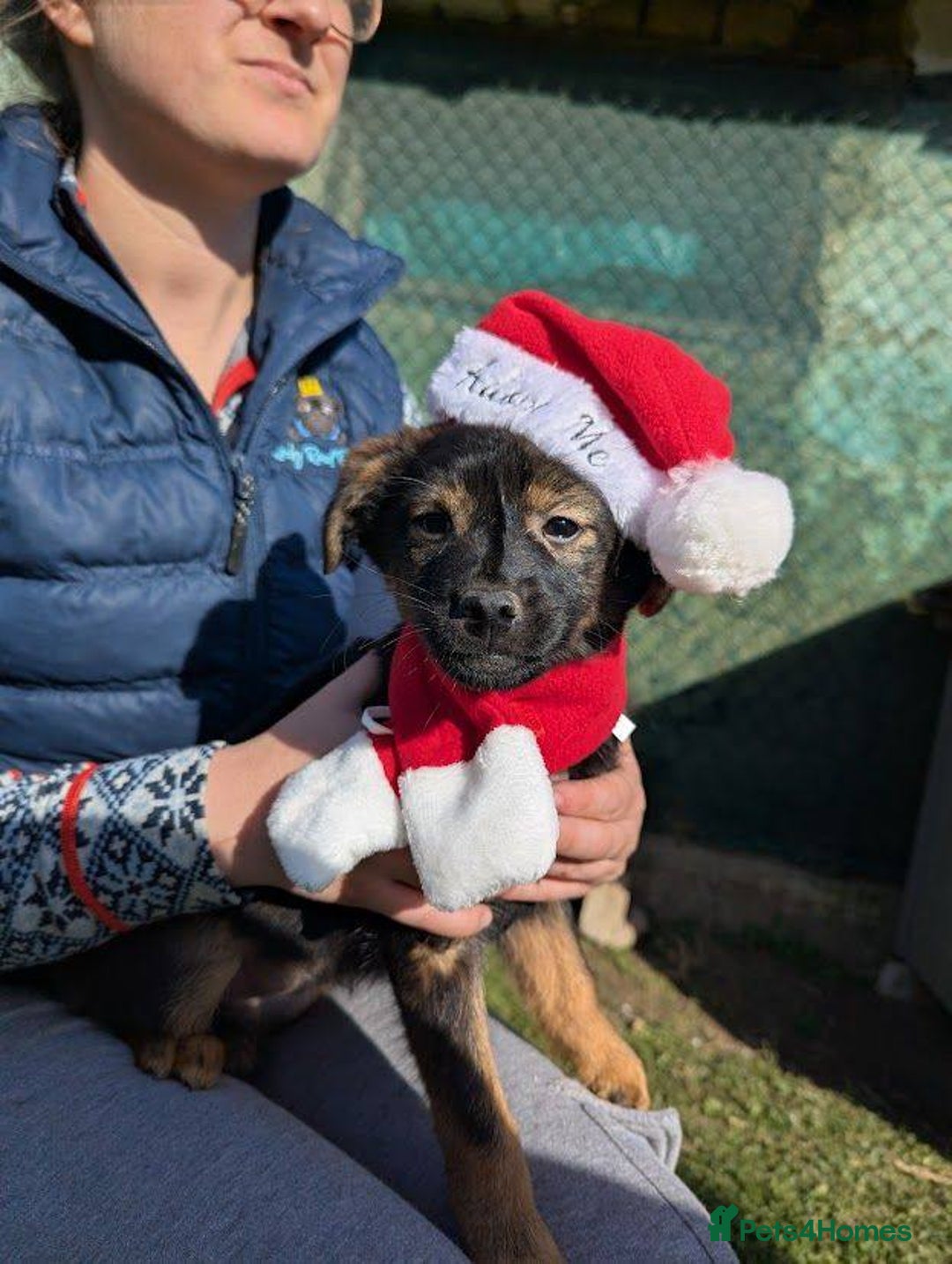 Mixed Breed dogs for adoption: Parsley for adoption - Advert 4